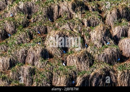 L'île de Puffin, près de Húsavík en Islande, abrite de nombreux macareux pendant la saison de reproduction Banque D'Images