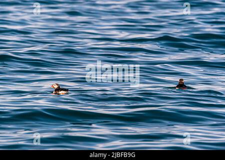 L'île de Puffin, près de Húsavík en Islande, abrite de nombreux macareux pendant la saison de reproduction Banque D'Images