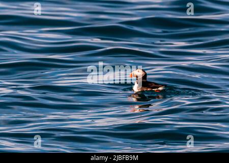 L'île de Puffin, près de Húsavík en Islande, abrite de nombreux macareux pendant la saison de reproduction Banque D'Images