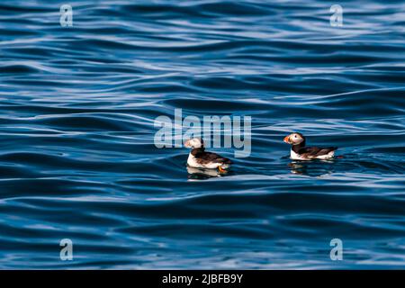 L'île de Puffin, près de Húsavík en Islande, abrite de nombreux macareux pendant la saison de reproduction Banque D'Images