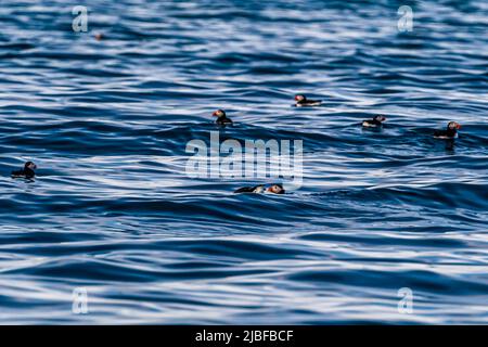 L'île de Puffin, près de Húsavík en Islande, abrite de nombreux macareux pendant la saison de reproduction Banque D'Images