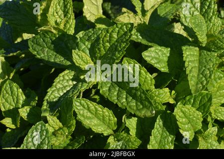 Vue rapprochée de feuilles de menthe fraîche poussant dans un jardin d'herbes biologiques Banque D'Images