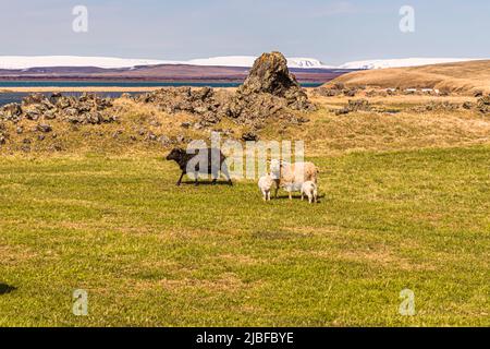 Les moutons obtiennent deux agneaux et immédiatement autorisés à l'extérieur ensemble en Islande Banque D'Images