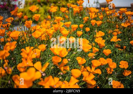 Eschscholzia californica ou la fleur de pavot californienne 'Orange King' en pleine fleur Bristol, Royaume-Uni. Banque D'Images