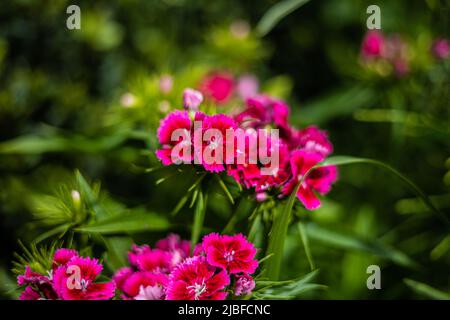 Dianthus barbatus 'Pinocchio' Sweet William fleurit au début de l'été au Royaume-Uni Banque D'Images