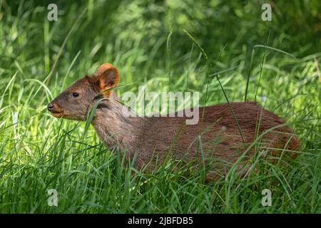 Le pudu sud (Pudu puda) dans l'herbe, le cerf sud-américain de la famille des Cervidae, originaire des Andes du Chili et de l'Argentine. Banque D'Images