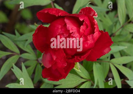 Paeonia suffruticosa Andrews 'Samarang' fleur de pivoine, plante dans la famille: Paeoniaceae. Banque D'Images