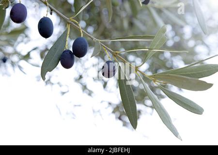 une branche d'olive avec des olives noires mûres sur fond blanc isolé Banque D'Images
