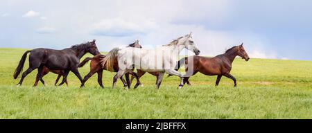 Un beau cheval blanc pur-sang court librement. Troupeau de chevaux en pâturage. Les chevaux sont gratuits. Paysage, pâturage. Lumière du soleil. Pâturage d'été Banque D'Images