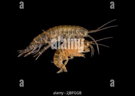 La crevette d'eau douce - Gammarus pulex Banque D'Images