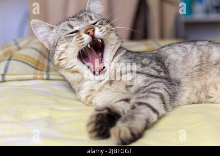 Un beau chaton gris dort et des yawns, bouche large ouverte Banque D'Images