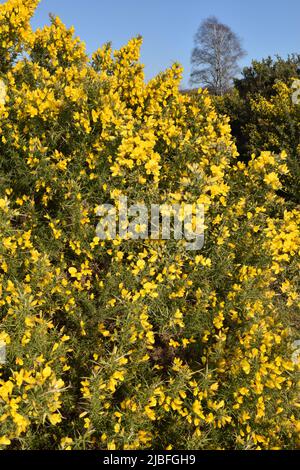 L'ajonc commun - Ulex europaeus Banque D'Images