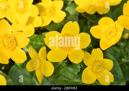 Marsh-marigold - Caltha palustris Banque D'Images