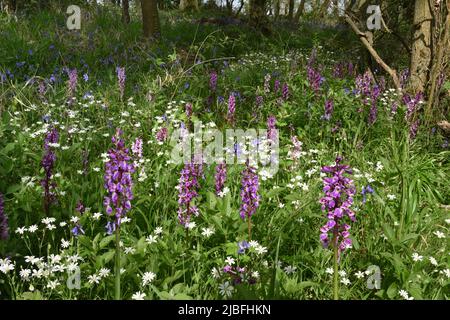 L'Orchidée pourpre - Orchis mascula Banque D'Images