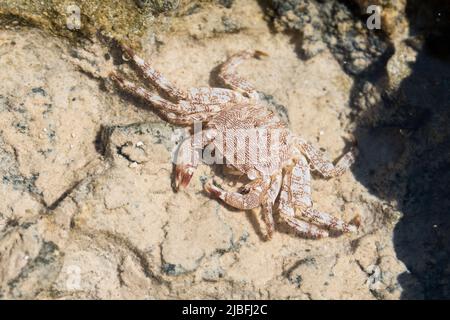 Crabe blanc à rayures rouges se cachant dans une flaque d'eau salée dans la formation de roche sur une plage. Île Chrissi, Crète, Grèce Banque D'Images