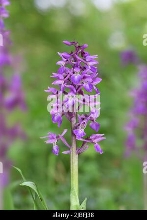 L'Orchidée pourpre - Orchis mascula Banque D'Images