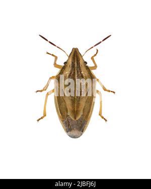 Évêque's Mitre Shieldbug - Aelia acuminata Banque D'Images