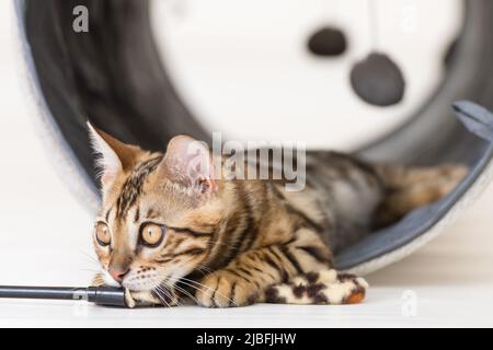 Jeune chat bengale jouant dans un tunnel, fond blanc Banque D'Images