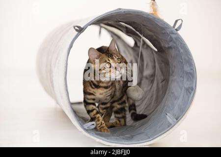 Jeune chat bengale jouant dans un tunnel, fond blanc Banque D'Images