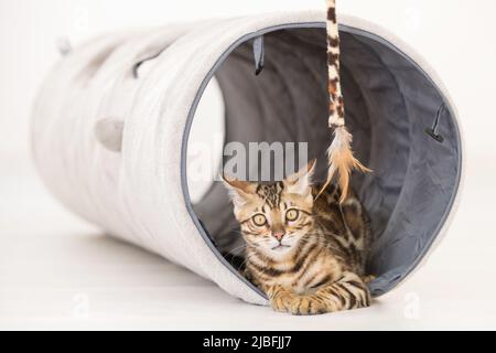 Jeune chat bengale jouant dans un tunnel, fond blanc Banque D'Images