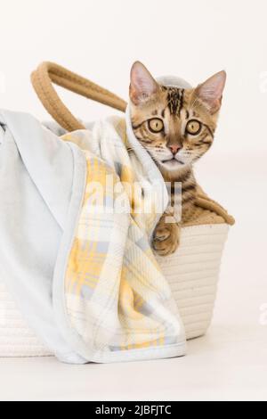 Jeune chat bengale jouant dans un panier, fond blanc Banque D'Images