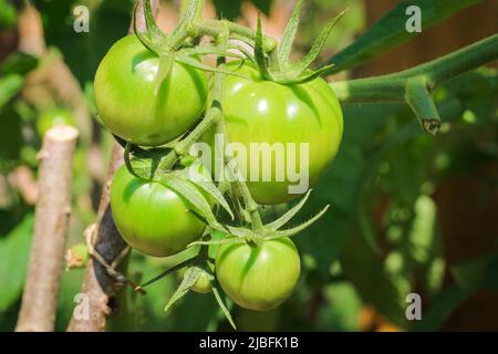 Jeunes tomates vertes accrochées à une branche dans une serre rustique.Jardinage naturel sans produits chimiques Banque D'Images