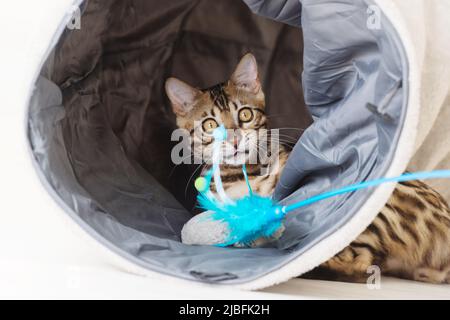 Jeune chat bengale jouant dans un tunnel, fond blanc Banque D'Images