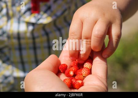 L'enfant prend une fraise des mains de sa mère. Doigts de bébé. Banque D'Images