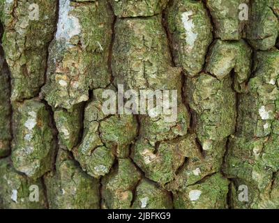 Texture de l'écorce de l'arbre, macrophoto. Image plein cadre de l'écorce de l'arbre, arrière-plan. Banque D'Images