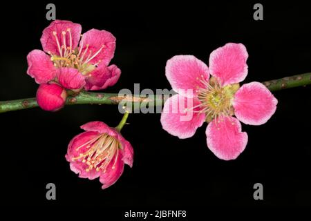 Prunus mume Beni-chidori dans le jardin asiatique d'Aberglasney Banque D'Images