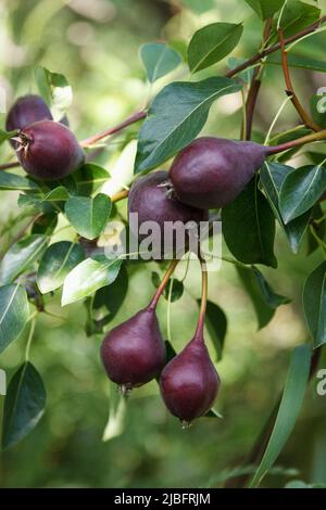 Les poires rouges poussent et mûrissent sur un arbre dans un magnifique jardin d'été fruitiers Banque D'Images