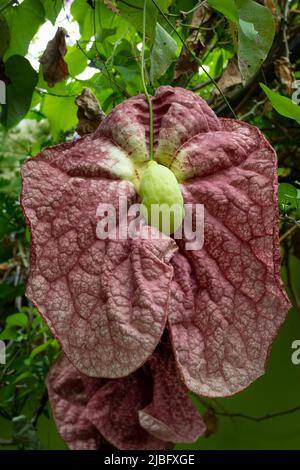 Fleurs de gigantea d'Aristolochia colorées en gros plan dans le jardin Banque D'Images