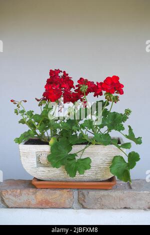 Géraniums rouge foncé dans un pot sur un mur, Szigethalom, Hongrie Banque D'Images