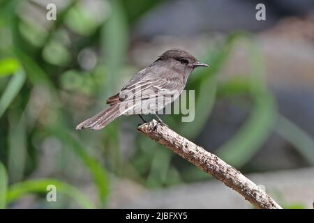 Phoebe noir (Sayornis nigricans amnicola) immature perchée sur le bâton mort Costa Rica Mars Banque D'Images