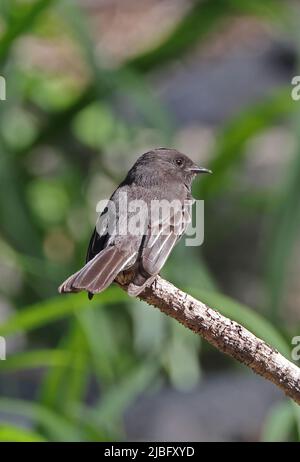 Phoebe noir (Sayornis nigricans amnicola) immature perchée sur le bâton mort Costa Rica Mars Banque D'Images