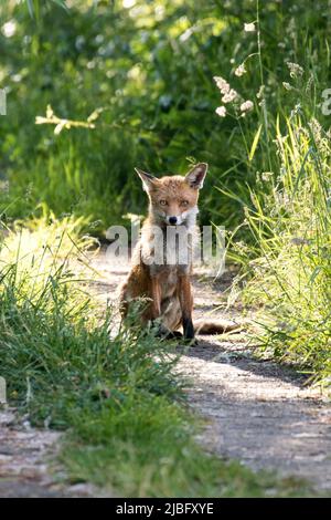 Un renard s'assoit et attend sur un chemin herbeux à Brentwood, Essex, Royaume-Uni. Brentwood a une communauté urbaine et rurale de renards qui habitent la région. Banque D'Images