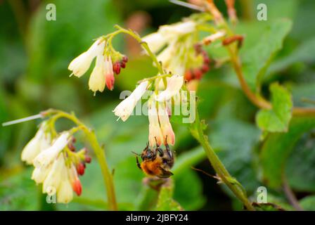 Nourriture commune des abeilles de la carder sur la comfrey Banque D'Images