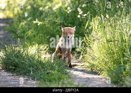 Un renard s'assoit et attend sur un chemin herbeux à Brentwood, Essex, Royaume-Uni. Brentwood a une communauté urbaine et rurale de renards qui habitent la région. Banque D'Images