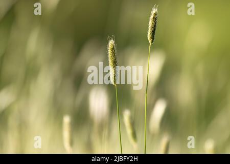 Grandes tiges d'herbe isolées sur un arrière-plan flou Banque D'Images