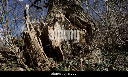 Souche d'arbre cassée dans le ciel bleu de la forêt Banque D'Images