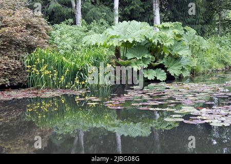 Feuilles géantes de Gunnera manucata dans RHS Garden Rosemoor North Devon UK l'espèce provient du Brésil et de Colmbia et est souvent connue comme pauvre Mans Banque D'Images