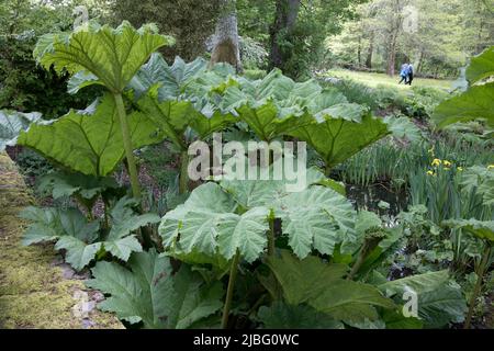 Feuilles géantes de Gunnera manucata dans RHS Garden Rosemoor North Devon UK l'espèce provient du Brésil et de Colmbia et est souvent connue comme pauvre Mans Banque D'Images