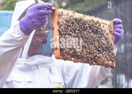 Une démonstration des techniques traditionnelles anglaises de l'apiculture à Country File vivent dans le domaine du Palais de Blenheim, à Woodstock. Banque D'Images