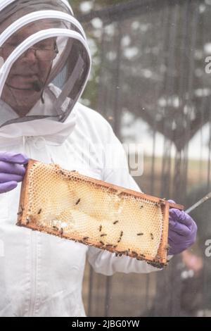 Une démonstration des techniques traditionnelles anglaises de l'apiculture à Country File vivent dans le domaine du Palais de Blenheim, à Woodstock. Banque D'Images