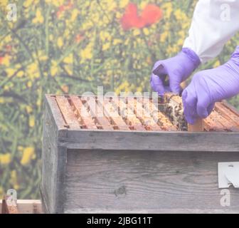 Une démonstration des techniques traditionnelles anglaises de l'apiculture à Country File vivent dans le domaine du Palais de Blenheim, à Woodstock. Banque D'Images