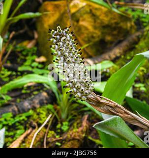 Aechmea bromeliifolia est un broméliade originaire du sud du Mexique, de l'Amérique centrale, de Trinidad et de l'Amérique du Sud Banque D'Images
