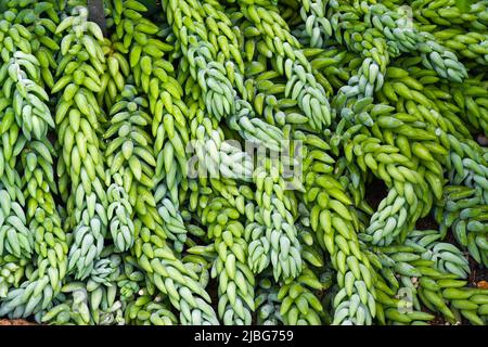 Burro's Tail ou Donkey Tail (Sedum morganianum), originaire du Mexique Banque D'Images