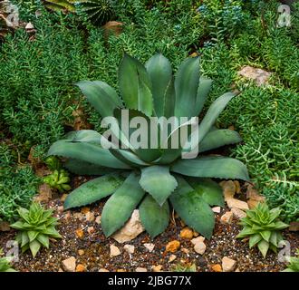 Agave ou agave mescal de Parry (Agave parryi), Agavaceae. Banque D'Images