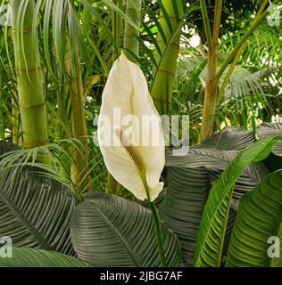 Fleurs de Spathuphyllum cochearispathum ou de nénuphars de la paix (famille: Araceae) Banque D'Images