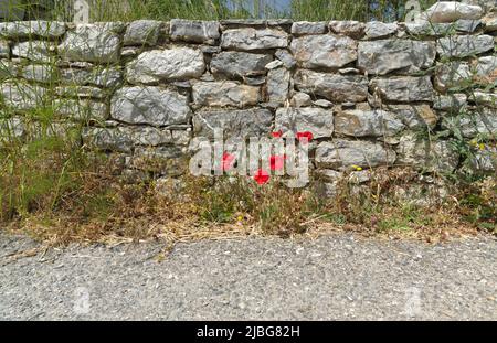 Coquelicots au bord de la route, Tilos isand, Dodécanèse, Grèce. Scène rurale Banque D'Images